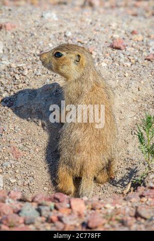 Jeune Gunnison's Prairie Dog pup (Cynomys gunnisoni), à la recherche de prédateurs de son terrier, Monument Colorado USA. (notez la queue courte.) Banque D'Images