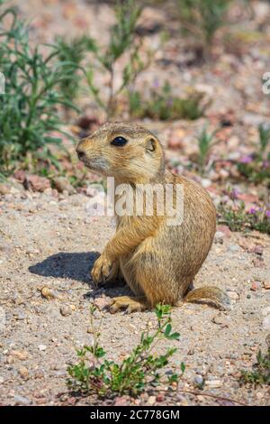 Jeune Gunnison's Prairie Dog pup (Cynomys gunnisoni), prenant le soleil du matin, Monument Colorado USA. Photo prise en juillet. Banque D'Images