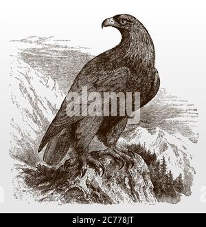 Aigle doré, aquila chrysaetos en vue latérale assis sur un rocher dans un paysage montaineaous et regardant en arrière, après une illustration de 19c Illustration de Vecteur