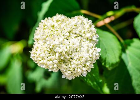 Hortensia blanc dans le jardin Banque D'Images