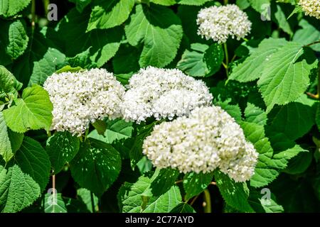 Hortensia blanc dans le jardin Banque D'Images