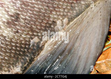 Plusieurs bouées de saumon (Lepeophtheirus salmonis) trouvées sur un saumon Kéta pêché dans la rivière Puntledge à Courtenay, en Colombie-Britannique, au Canada. Banque D'Images