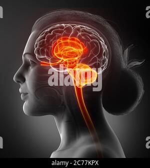 Médicalement en rendu 3d illustration précise de l'intérieur l'anatomie du cerveau Banque D'Images