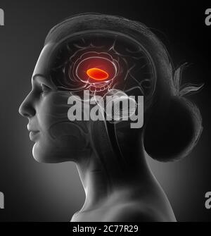 3d a rendu l'illustration médicale précise d'une anatomie du cerveau femelle - le thalamus Banque D'Images