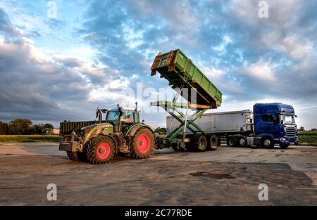 Tracteur et remorque à pointe haute déchargeant sa charge de pois frais dans une unité arctique sur le terrain d'aviation Little Snoring, dans le nord de Norfolk, au Royaume-Uni Banque D'Images