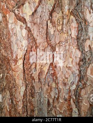Écorce sur le pin de crimée (pinus nigra) dans le jardin botanique de l'université de Cambridge. Banque D'Images