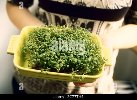 Jeune femme tenant un pot avec cresson d'eau douce auto-planté Banque D'Images