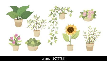 Fleurs et plantes en pots isolés sur blanc. Set avec pots de fleurs Illustration de Vecteur