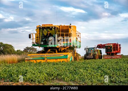 PMC Pea Harvesters en action à l'aérodrome de Little Snoring, North Norfolk, Royaume-Uni Banque D'Images