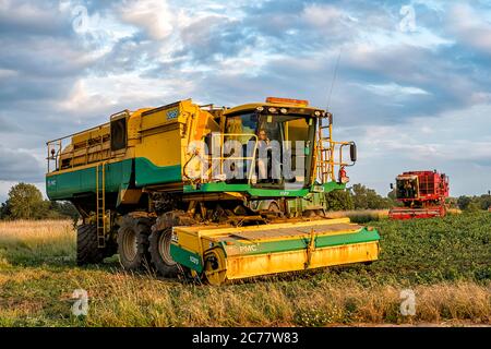 PMC Pea Harvesters en action à l'aérodrome de Little Snoring, North Norfolk, Royaume-Uni Banque D'Images