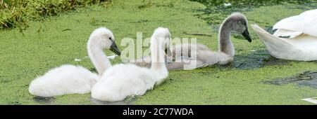 Bébé swans les petits poussins nageant dans un étang. Blanc et gris de couleur. Les caillebotis flottent dans l'eau Banque D'Images