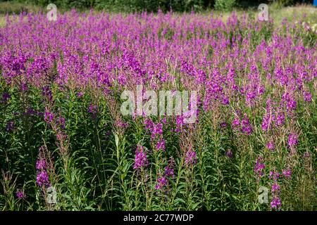 Champ rempli de Chamaenerion angustifolium, également connu sous le nom de moulageade ou de rosebay willowherb Banque D'Images