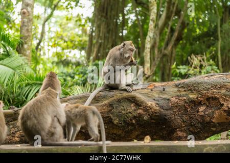 Les singes à Ubud Bali Banque D'Images