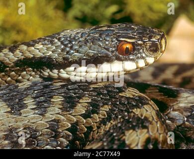 Adder (Vipera berus). Portrait d'un adulte. Bavière, Allemagne Banque D'Images