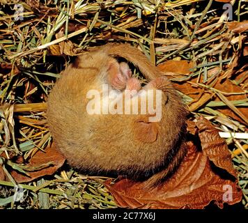 Dorsouris commune, dorsouris Hazel (Muscardinus avellanarius) dormant dans la boîte de nidification. Allemagne Banque D'Images