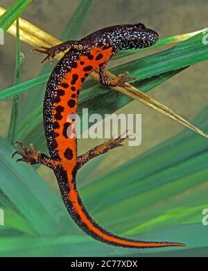 Nord du Nouveau-Créré (Triturus cristatus). Femelle sous l'eau, Lac Neusiedel, Autriche Banque D'Images