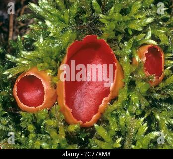 Cupules de felfe de écarlate (Sarcosccypha coccinea) poussant sur le bois mort. Grmany Banque D'Images