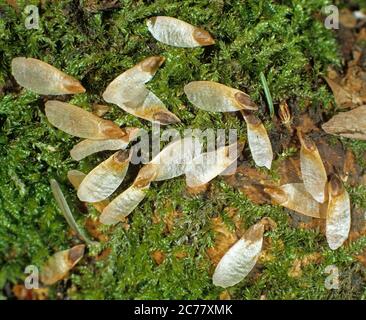 Epicéa, Norvège Epicéa (Picea abies). Semences sur le sol de la forêt. Allemagne Banque D'Images