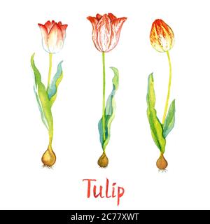Collection tulipes fleur rouge vif isolée sur blanc peint à la main aquarelle illustration avec inscription manuscrite Banque D'Images