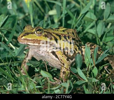 Grenouille de marais (Rana ridibunda, Pelophylax ridibundus) dans l'herbe. Camargue, France Banque D'Images