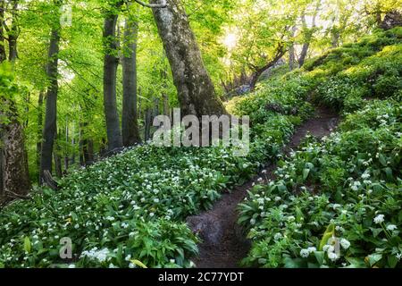 Ail blanc dans la forêt de printemps avec chemin, fleurs sauvages Banque D'Images