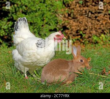 Lapin domestique et poulet Sussex. Poule et lapin brun en liberté dans un pré. Allemagne Banque D'Images