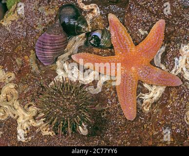 La vie en mer à marée basse: L'Asterias rubens, l'oursin pourpre (Paracentrotus lividus) et les Periwines communs (Littorina littorea) sur une pierre. Mer du Nord.. Banque D'Images