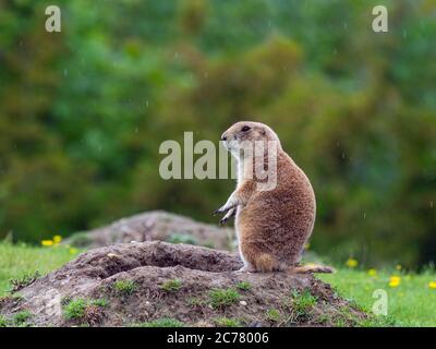 Cynomys ludovicianus, chien de prairie à queue noire, sur garde Banque D'Images