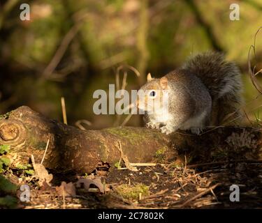 Écureuil gris reposant sur une bûche de mousse au sol, printemps automne saison. Arrière-plan vert flou Banque D'Images