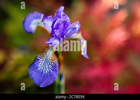 Iris sanguinea en fleur, avec un arrière-plan rouge et vif. Banque D'Images