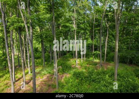 Forêt de hêtre printanière aux couleurs vives depuis la vue en hauteur. Banque D'Images