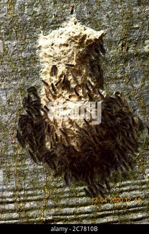 Gypsy Moth (Lymantria dispar). Les petits chenilles noires éclosent à partir de paquets d'oeufs sur l'écorce d'un hêtre au printemps au début de la pousse des feuilles et grimpent ensuite jusqu'aux branches des feuilles. Allemagne Banque D'Images