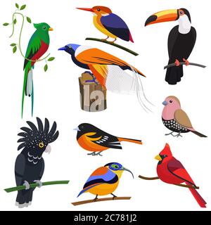 Ensemble de dessins animés à plat vecteur oiseaux exotiques tropiques Illustration de Vecteur