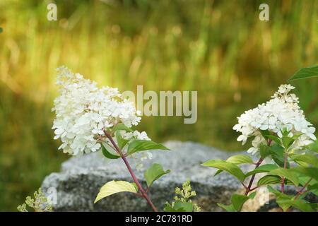 Fleurs d'hortensia blanc sur fond vert et flou Banque D'Images