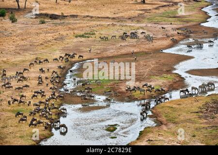 Le flétrissement bleu (Connochaetes taurinus) et le zèbre dans une rivière. Troupeaux mixtes au Parc national de Tarangire, Tanzanie, Afrique Banque D'Images