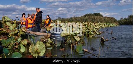 Russie,Astrakhan Oblast, UN bateau transportant une famille touristique dans le champ de lotus dans le delta de la Volga, dans l'estuaire, Blooming Nelumbo nucifera (aka Lotus bleu, Lotus indien, Lotus sacré, haricot de l'Inde, et le nénuphars sacré) Banque D'Images