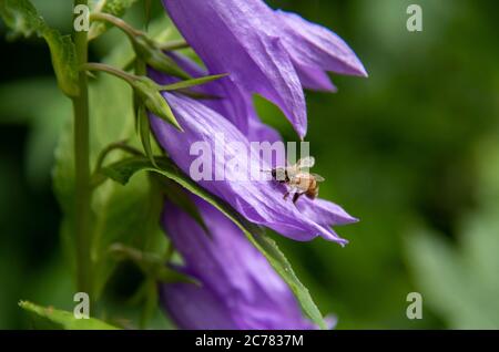 Une abeille est assise sur une cloche de jardin mauve. Banque D'Images