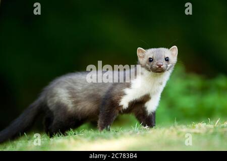 Marten de pierre, Marten de hêtre (Martes foina). Adulte debout sur une pelouse. Allemagne Banque D'Images