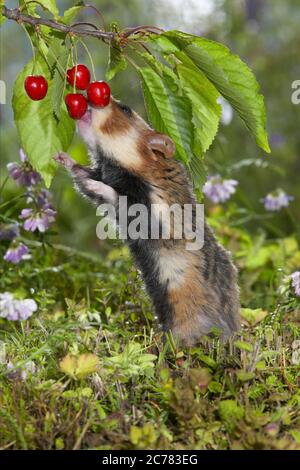 Hamster européen (Cricetus cricetus) reniflage dans les cerises Allemagne. Banque D'Images