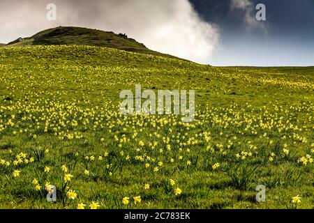 Daffodils (Narcissus pseudophonarcissus) dans un pré, Cezallier, Puy de Dome, Auvergne, France Banque D'Images