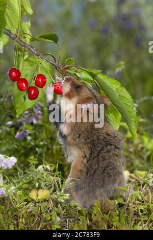 Hamster européen (Cricetus cricetus) reniflage dans les cerises Allemagne. Banque D'Images