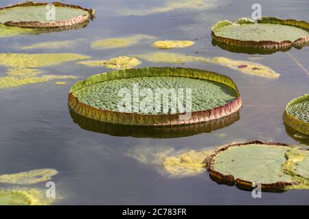 Santa Cruz de l'eau sur l'eau sous lumière vive Banque D'Images