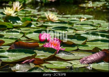 Nénuphars rouges AKA Nymphaea alba F. rosea dans un lac Banque D'Images