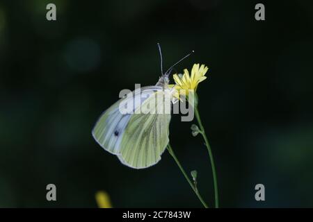 Papillon blanc à motif noir sur une fleur Banque D'Images