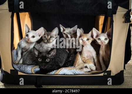 Devon Rex. Litière dans un porte-animal. Allemagne Banque D'Images