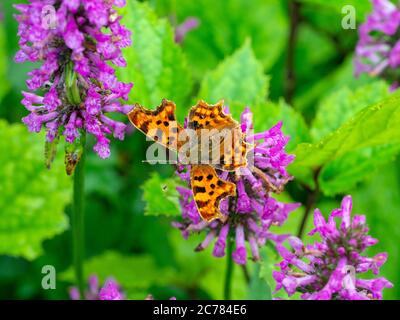 Comma Butterfly Polygonia c-album se nourrissant de la betony Stachys officinalis après la pluie Banque D'Images