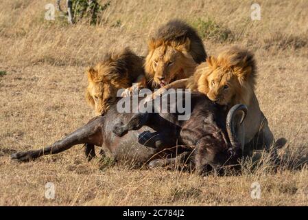 Trois lions mâles maintiennent le bison mort Banque D'Images