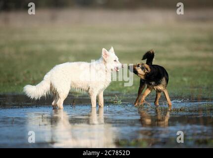 Berger blanc Suisse, Berger blanc suisse blanc et chien mixte. Deux chiens adultes jouant dans l'eau. Allemagne Banque D'Images