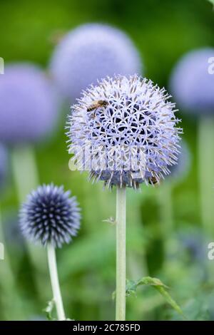 Abeille, abeille, abeille, API mellifera se nourrissant sur Echinops bannaticus 'Talop Blue' globe chardon 'Talop Blue Banque D'Images