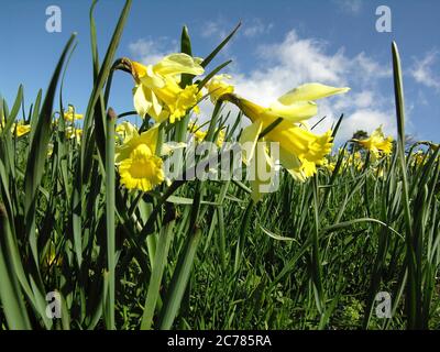 Daffodils (Narcissus pseudophonarcissus) dans un pré, Cezallier, Puy de Dome, Auvergne, France Banque D'Images